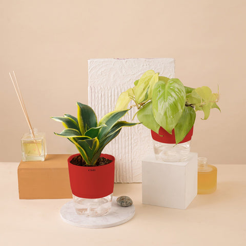 Set of 2 - Golden Money & Golden Hahnii Snake Plant