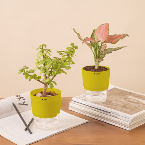 Set of 2 - Aglaonema Pink Valentine & Lucky Jade Plant