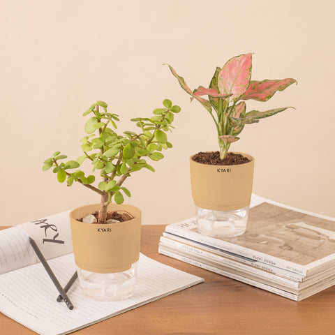 Set of 2 - Aglaonema Pink Valentine & Lucky Jade Plant