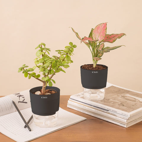 Set of 2 - Aglaonema Pink Valentine & Lucky Jade Plant
