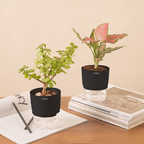 Set of 2 - Aglaonema Pink Valentine & Lucky Jade Plant