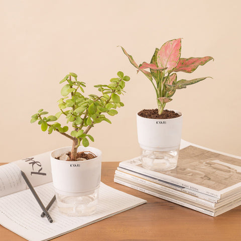 Set of 2 - Aglaonema Pink Valentine & Lucky Jade Plant