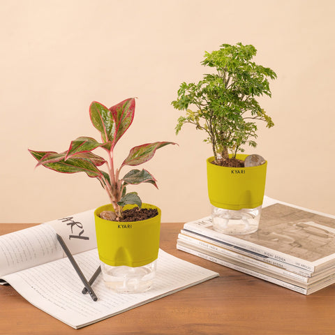 Set of 2 - Aralia Green & Aglaonema Lipstick Plant