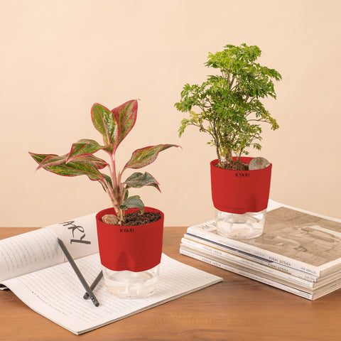 Set of 2 - Aralia Green & Aglaonema Lipstick Plant