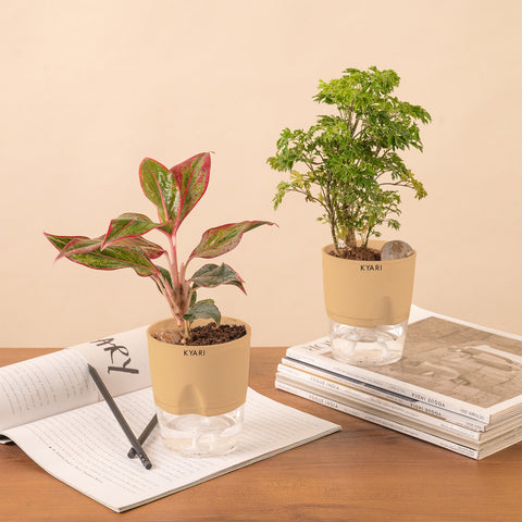 Set of 2 - Aralia Green & Aglaonema Lipstick Plant