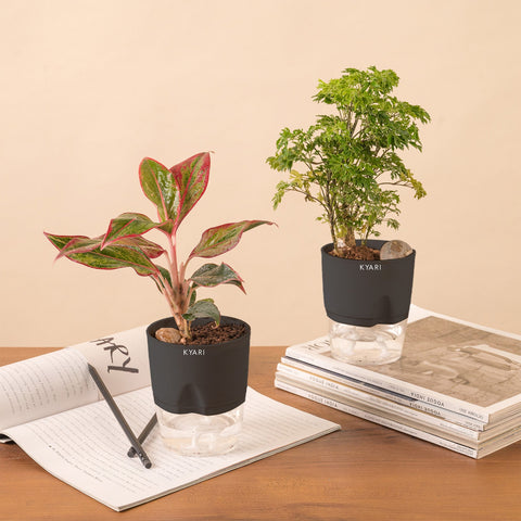 Set of 2 - Aralia Green & Aglaonema Lipstick Plant