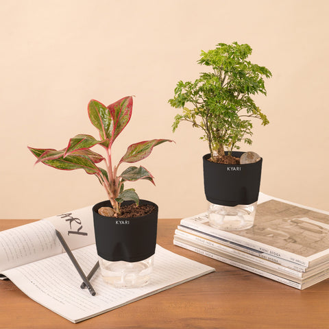 Set of 2 - Aralia Green & Aglaonema Lipstick Plant
