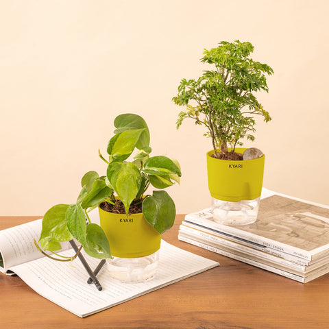 Set of 2 - Aralia Green & Money variegated Plant