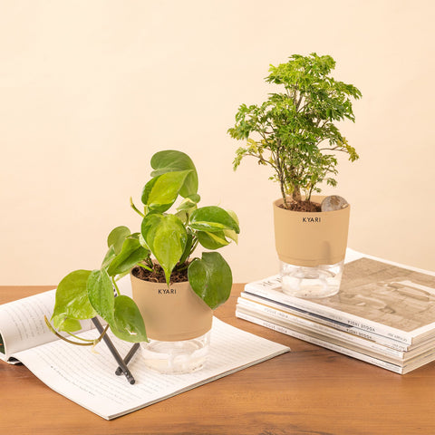 Set of 2 - Aralia Green & Money variegated Plant
