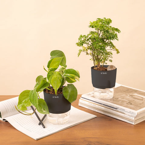 Set of 2 - Aralia Green & Money variegated Plant