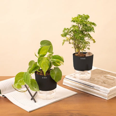 Set of 2 - Aralia Green & Money variegated Plant