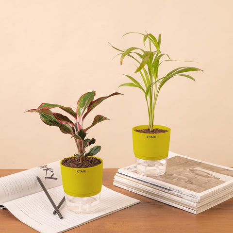 Set of 2 - Areca Palm & Aglaonema Lipstick Plant