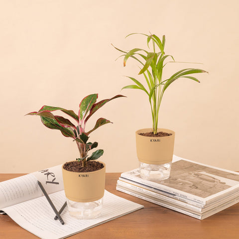 Set of 2 - Areca Palm & Aglaonema Lipstick Plant