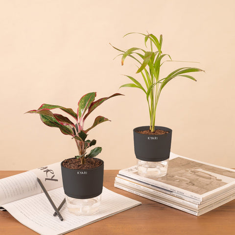 Set of 2 - Areca Palm & Aglaonema Lipstick Plant