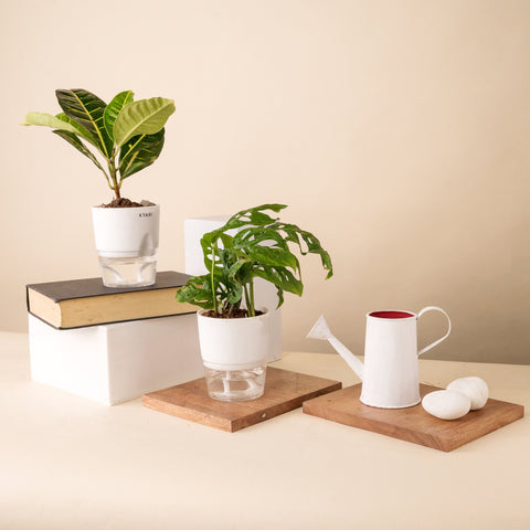 Set of 2 - Philodendron Broken Heart & Croton Petra Plant