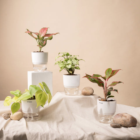 Set of 4 - Syngonium Pixie White & Aglaonema Pink Valentine & Golden Money & Aglaonema Lipstick Plant