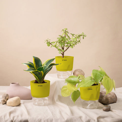 Set of 3 - Golden Money & Golden Hahnii Snake & Lucky Jade Plant