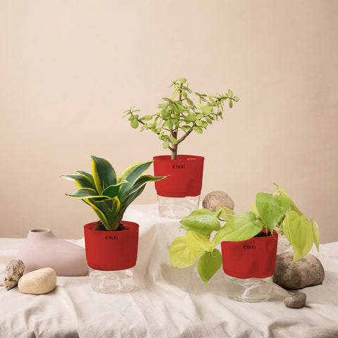 Set of 3 - Golden Money & Golden Hahnii Snake & Lucky Jade Plant