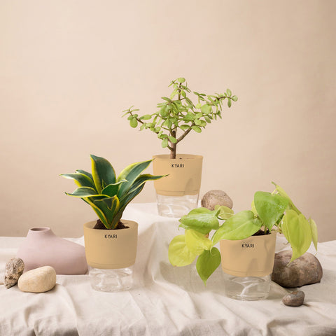Set of 3 - Golden Money & Golden Hahnii Snake & Lucky Jade Plant