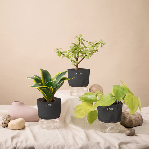 Set of 3 - Golden Money & Golden Hahnii Snake & Lucky Jade Plant