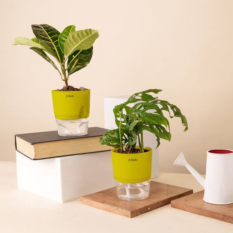 Set of 2 - Philodendron Broken Heart & Croton Petra Plant