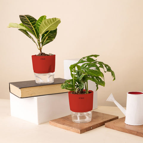 Set of 2 - Philodendron Broken Heart & Croton Petra Plant