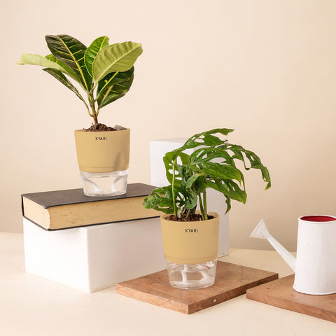 Set of 2 - Philodendron Broken Heart & Croton Petra Plant