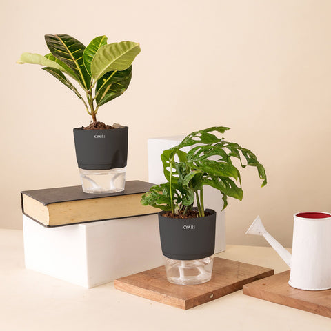 Set of 2 - Philodendron Broken Heart & Croton Petra Plant