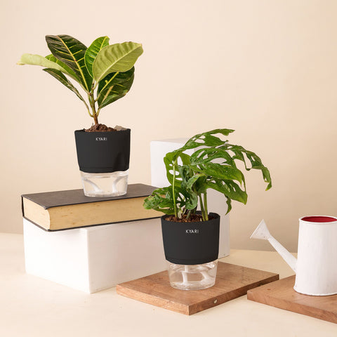 Set of 2 - Philodendron Broken Heart & Croton Petra Plant