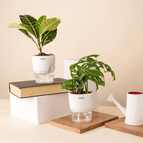 Set of 2 - Philodendron Broken Heart & Croton Petra Plant