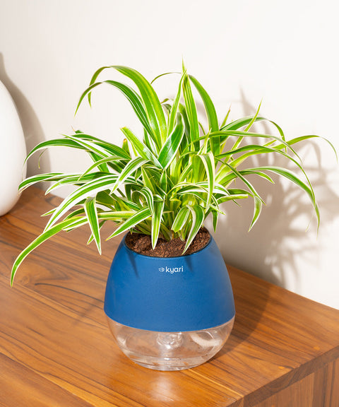 Spider Plant With Nova Self Watering Pot