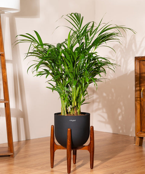 Areca Palm with Extra Large Metal Self Watering Pot