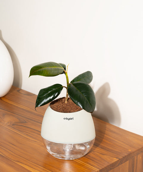 Black Rubber Plant with Self Watering Pot