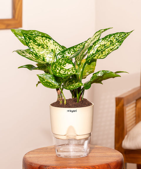 Aglaonema Snow White Plant with Self Watering Pot - Paytm