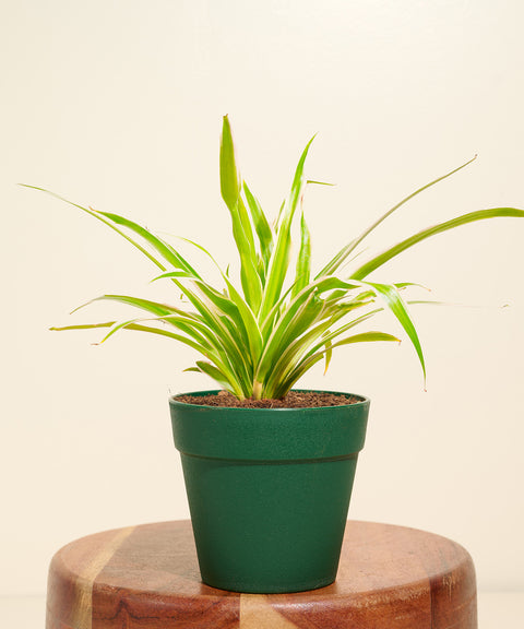 Spider Plant With Reya Pot