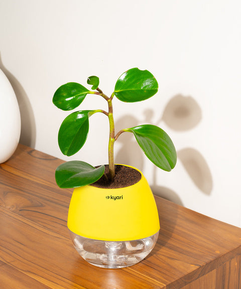 Peperomia Green Plant With Nova Self Watering Pot