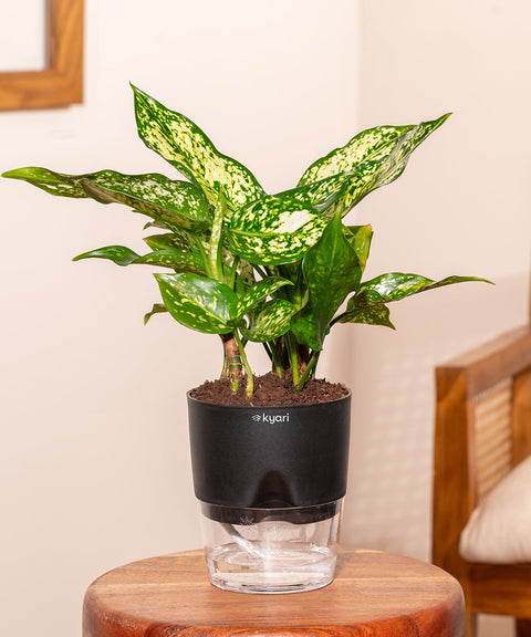Aglaonema Snow White Plant with Self Watering Pot - Paytm