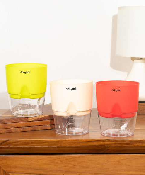 Kyari Poetic Pot Combo of 3 Colours (Yellow, White, Red)