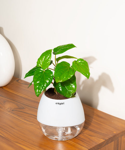 Betel Leaf Plant With Nova Self Watering Pot