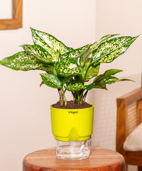 Aglaonema Snow White Plant with Self Watering Pot - Paytm