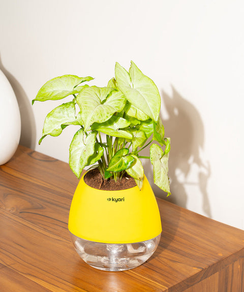 Syngonium Pixie White Plant With Nova Self Watering Pot