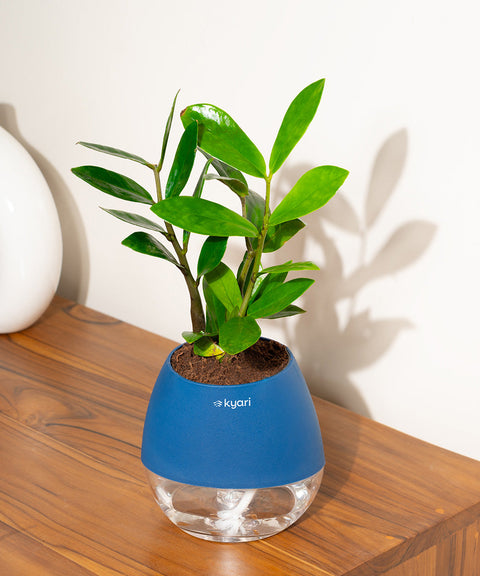 Zamia Green - ZZ Plant With Nova Self Watering Pot