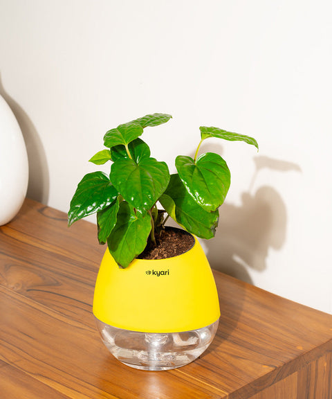 Betel Leaf Plant With Nova Self Watering Pot
