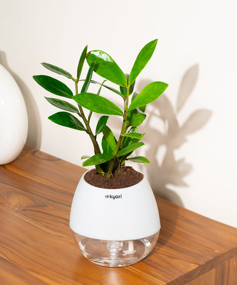 Zamia Green - ZZ Plant With Nova Self Watering Pot