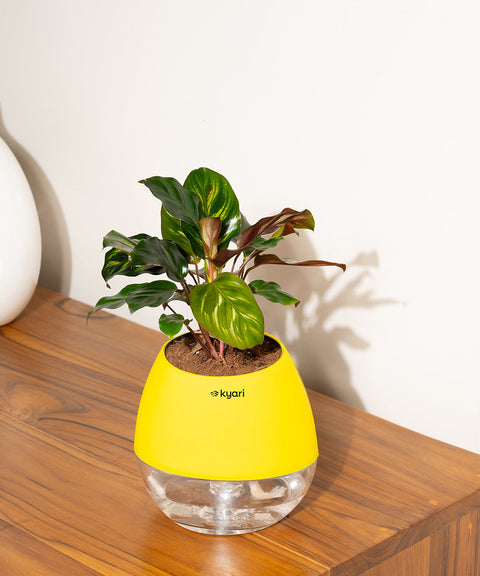 Peacock Plant With Nova Self Watering Pot