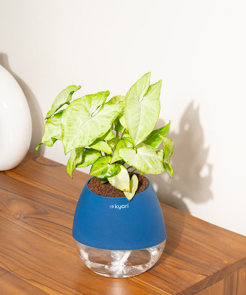 Syngonium Pixie White Plant With Nova Self Watering Pot