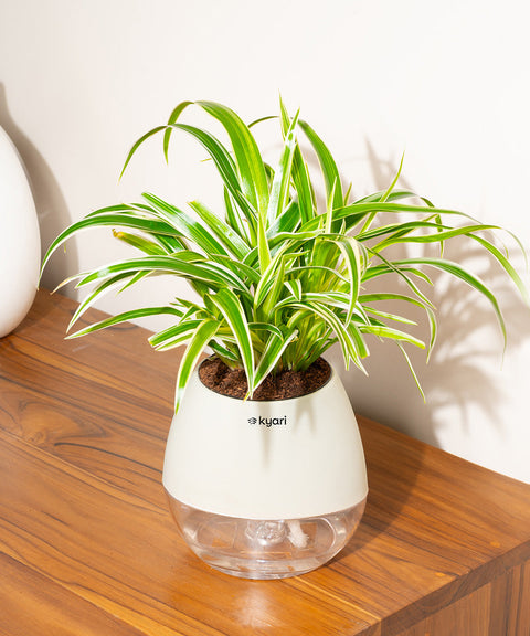 Spider Plant With Nova Self Watering Pot