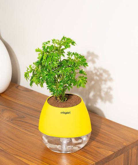 Aralia Green Plant With Nova Self Watering Pot