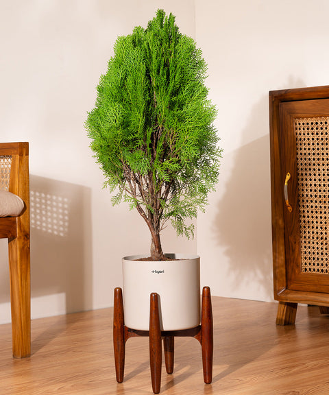 Thuja Plant with Large Metal Self Watering Pot
