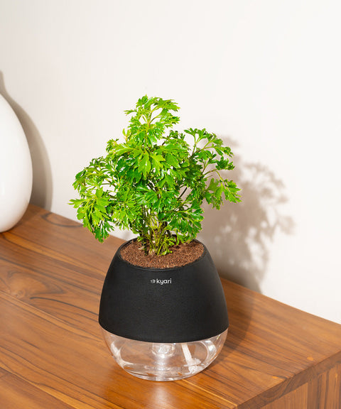 Aralia Green Plant With Nova Self Watering Pot